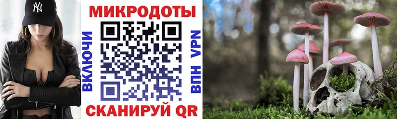 Псилоцибиновые грибы Cubensis  Лодейное Поле 